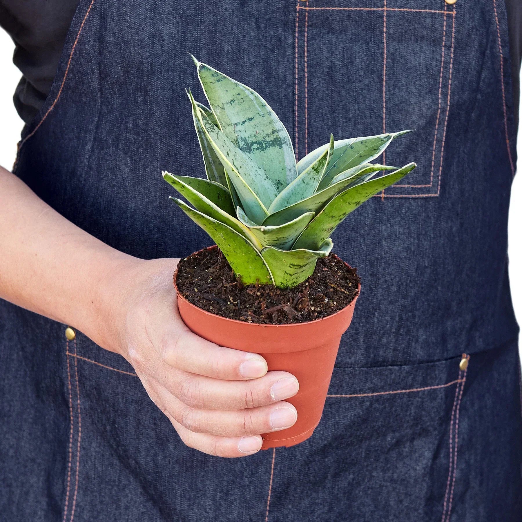 Snake Plant Starlight indoor plant by Rooted Treasures Farms in a terracotta pot on Tampa Home & Garden Store