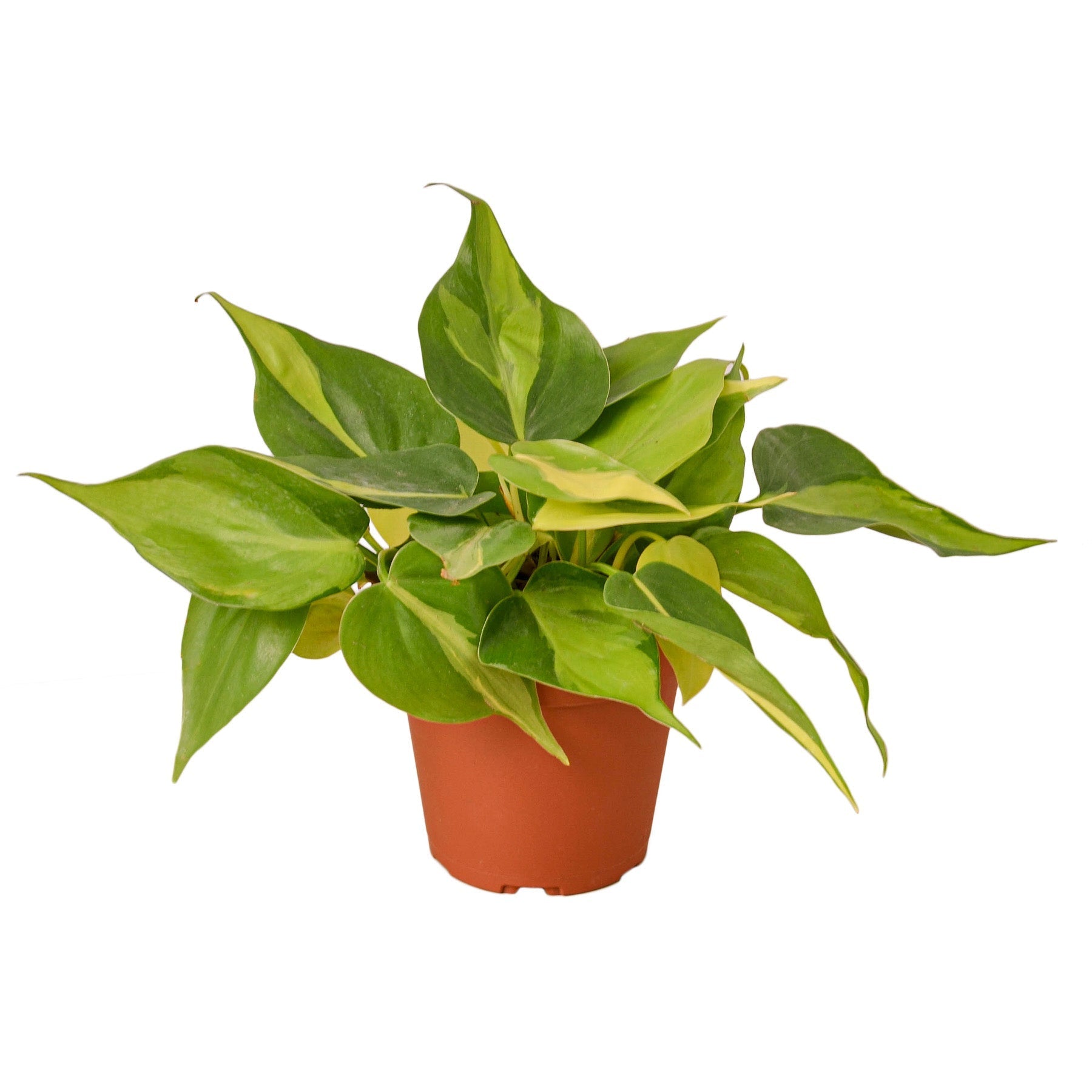 Philodendron Brasil potted plant with variegated yellow-green leaves in terracotta pot on Tampa Home & Garden Store