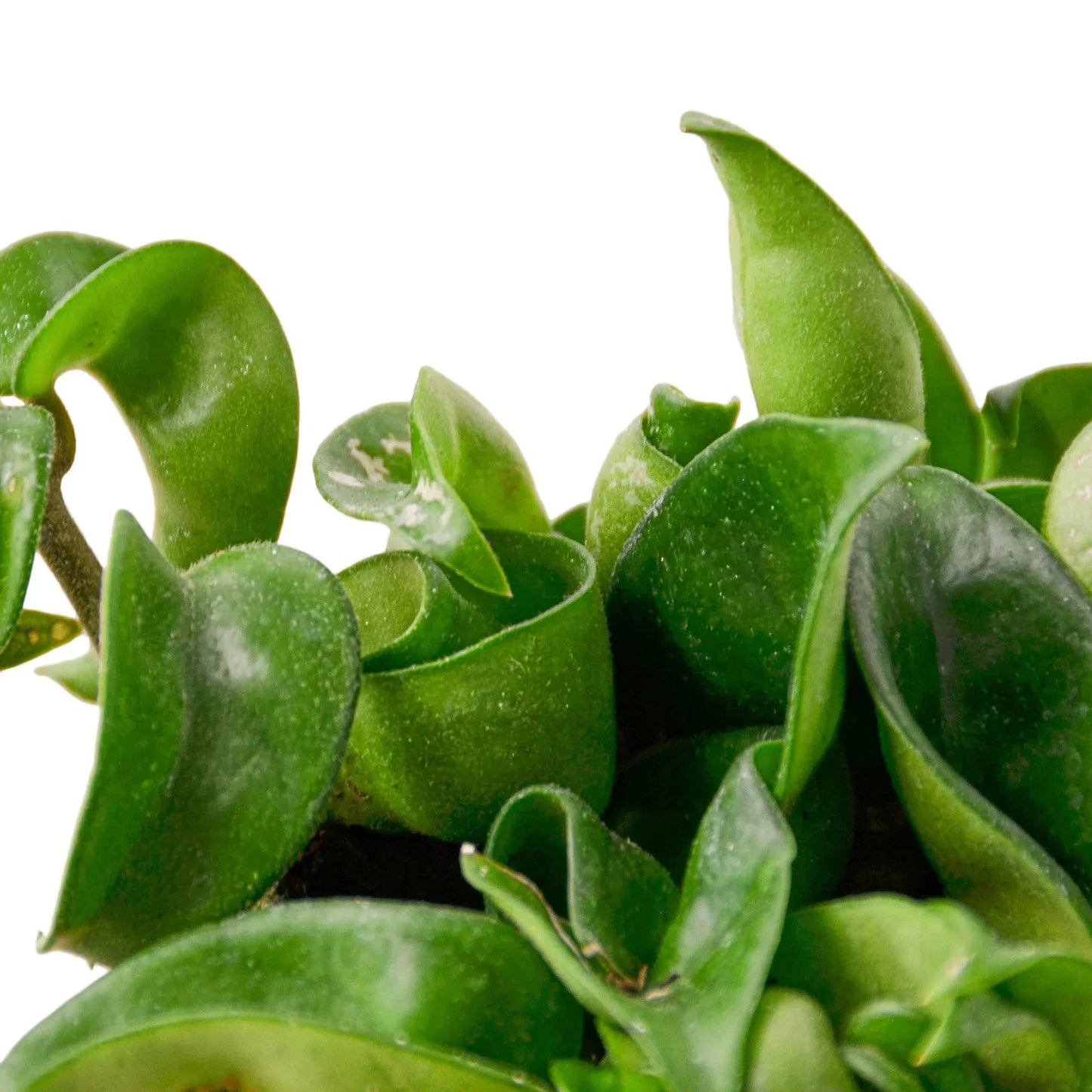 Hoya Rope Plant, 4-inch plant with green waxy rope-like leaves by Rooted Treasures Farms on Tampa Home & Garden Store