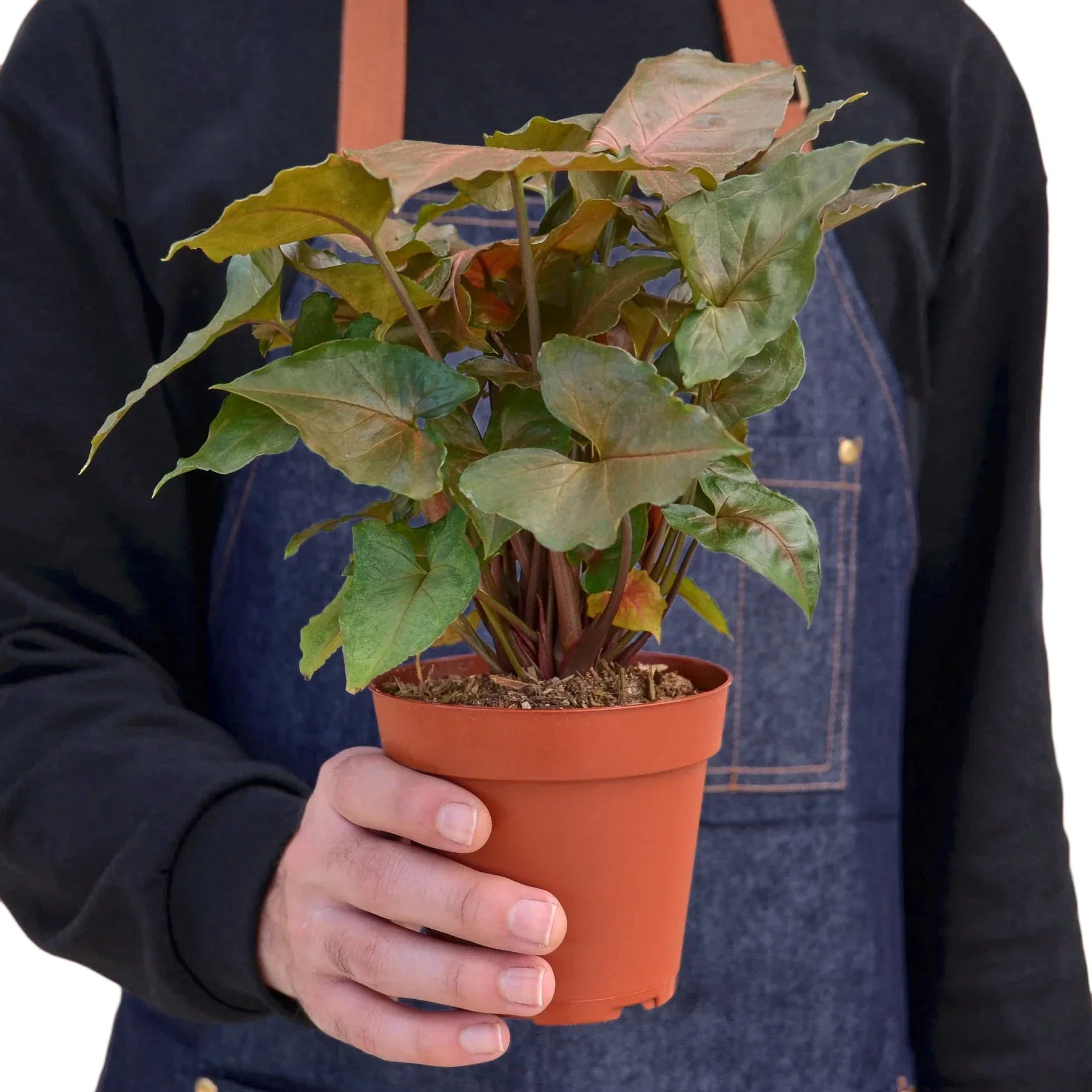 Syngonium Merry 4in plant with copper-green leaves in terracotta pot on Tampa Home & Garden Store