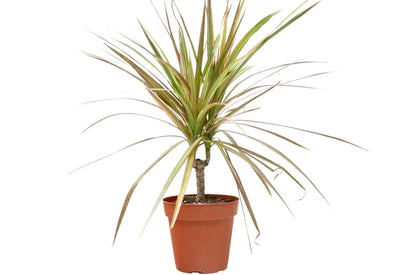 Dracaena Red Margined Indoor Plant In 4 Inch Pot