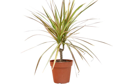 Dracaena 'Red Margined' plant in a 4-inch pot with green leaves edged in red Rooted Treasures Farms on Tampa Home & Garden Store