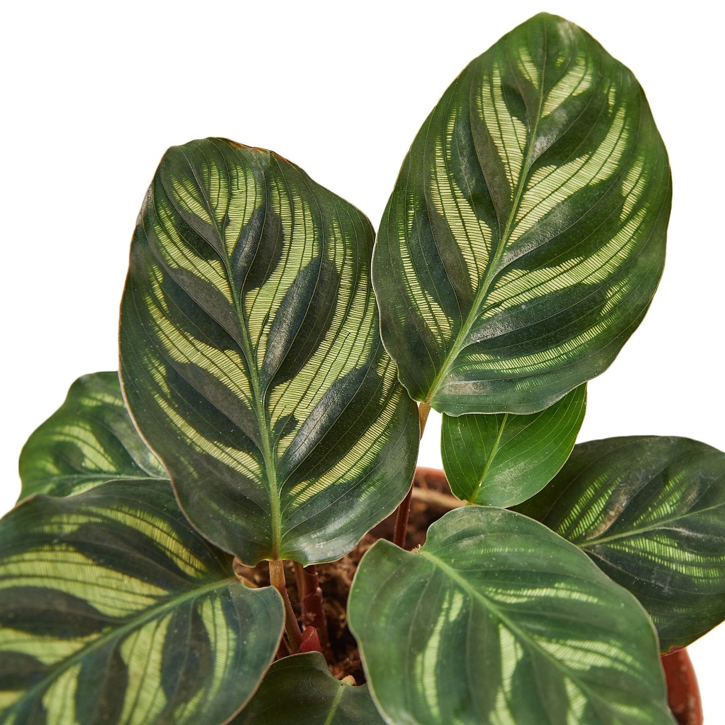 Calathea Makoyana 4in plant with striped lime-green leaves Rooted Treasures Farms on Tampa Home & Garden Store