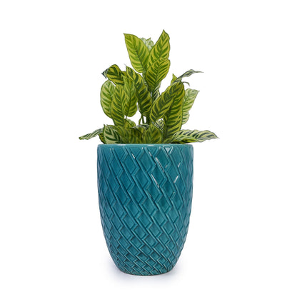 Ceramic flowerpot planter by HouseOfZazla in teal with geometric pattern and variegated plant on Tampa Home & Garden Store