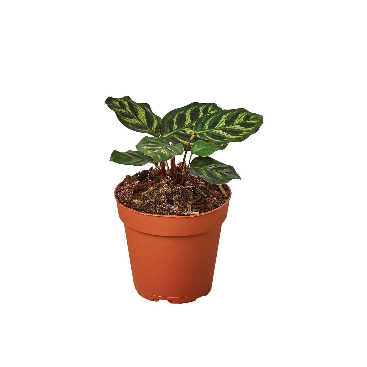 Calathea Makoyana 4-inch plant from Rooted Treasures Farms with striped green leaves on Tampa Home & Garden Store