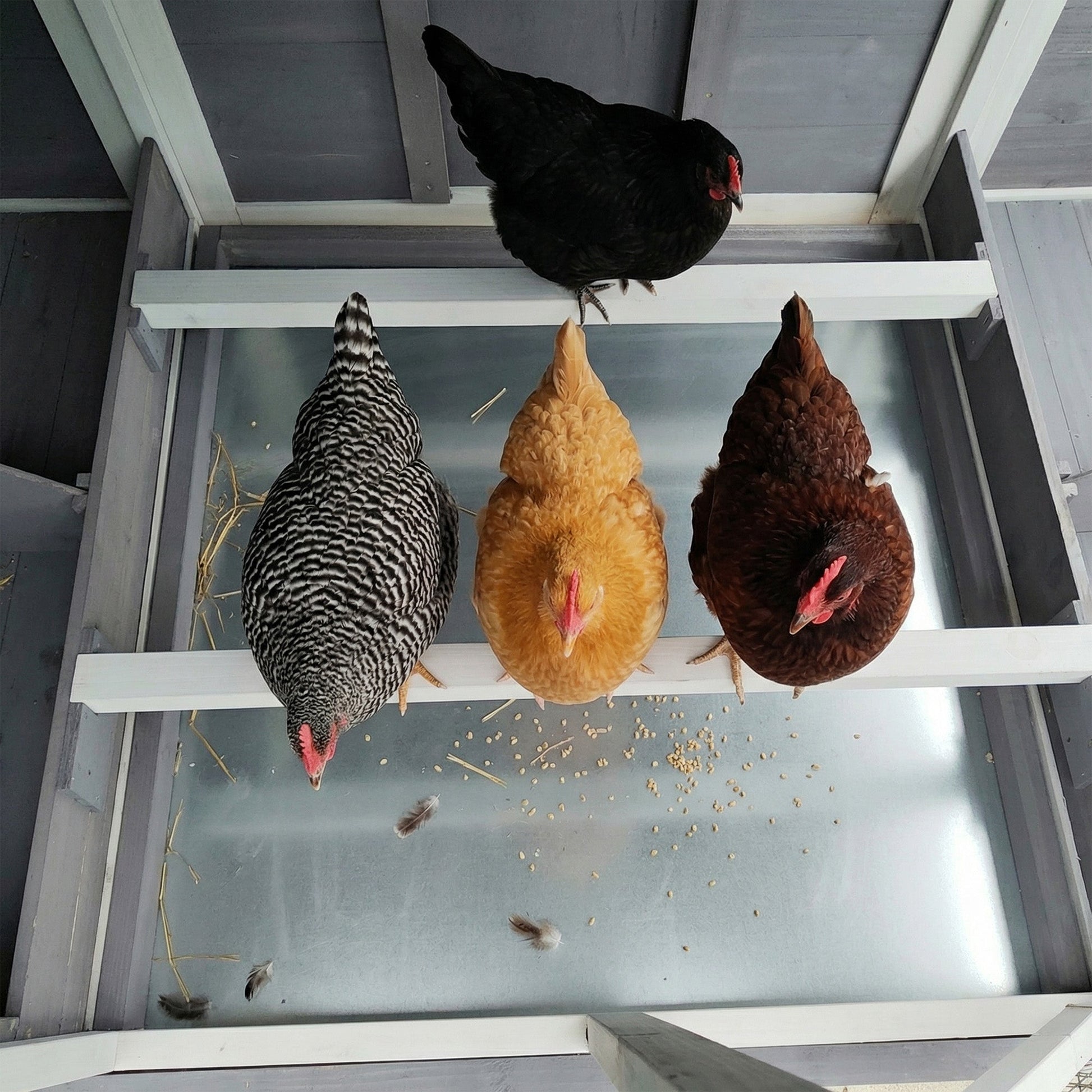 150-Inch extra-large wooden chicken coop interior with roost beam and mixed hens HouseOfZazla on Tampa Home & Garden Store