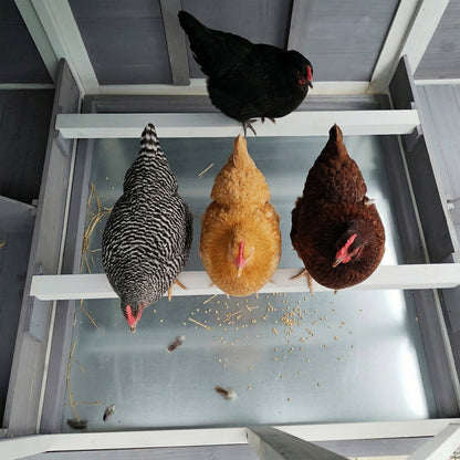 150-Inch extra-large wooden chicken coop interior with roost beam and mixed hens HouseOfZazla on Tampa Home & Garden Store