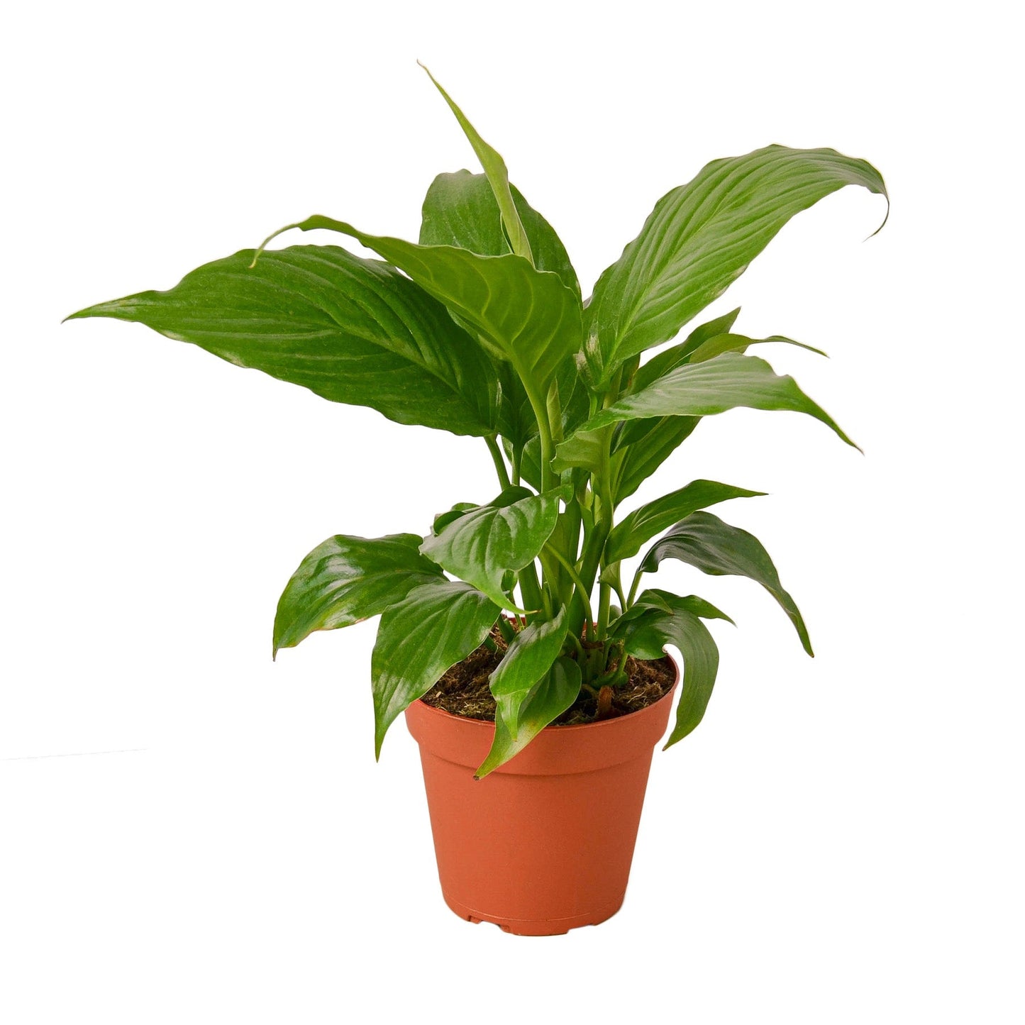 Peace Lily plant in terracotta pot with glossy green leaves by Rooted Treasures Farms on Tampa Home & Garden Store