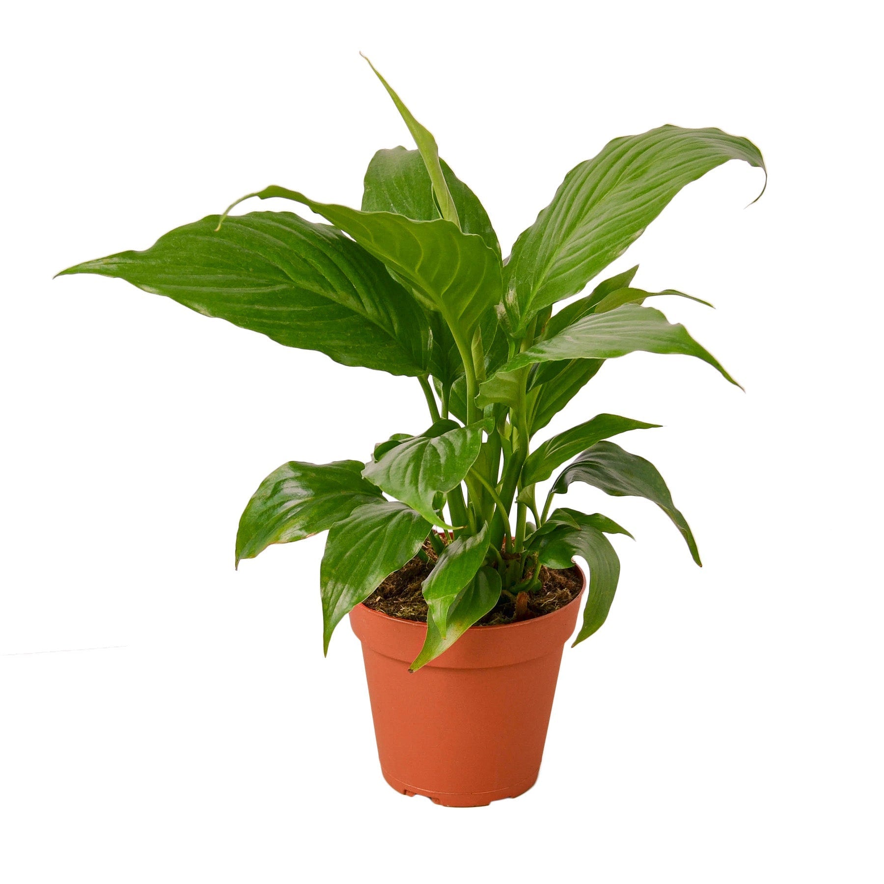 Peace Lily plant in terracotta pot with glossy green leaves by Rooted Treasures Farms on Tampa Home & Garden Store