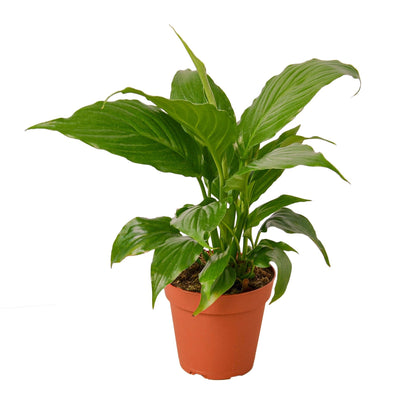 Peace Lily plant in terracotta pot with glossy green leaves by Rooted Treasures Farms on Tampa Home & Garden Store