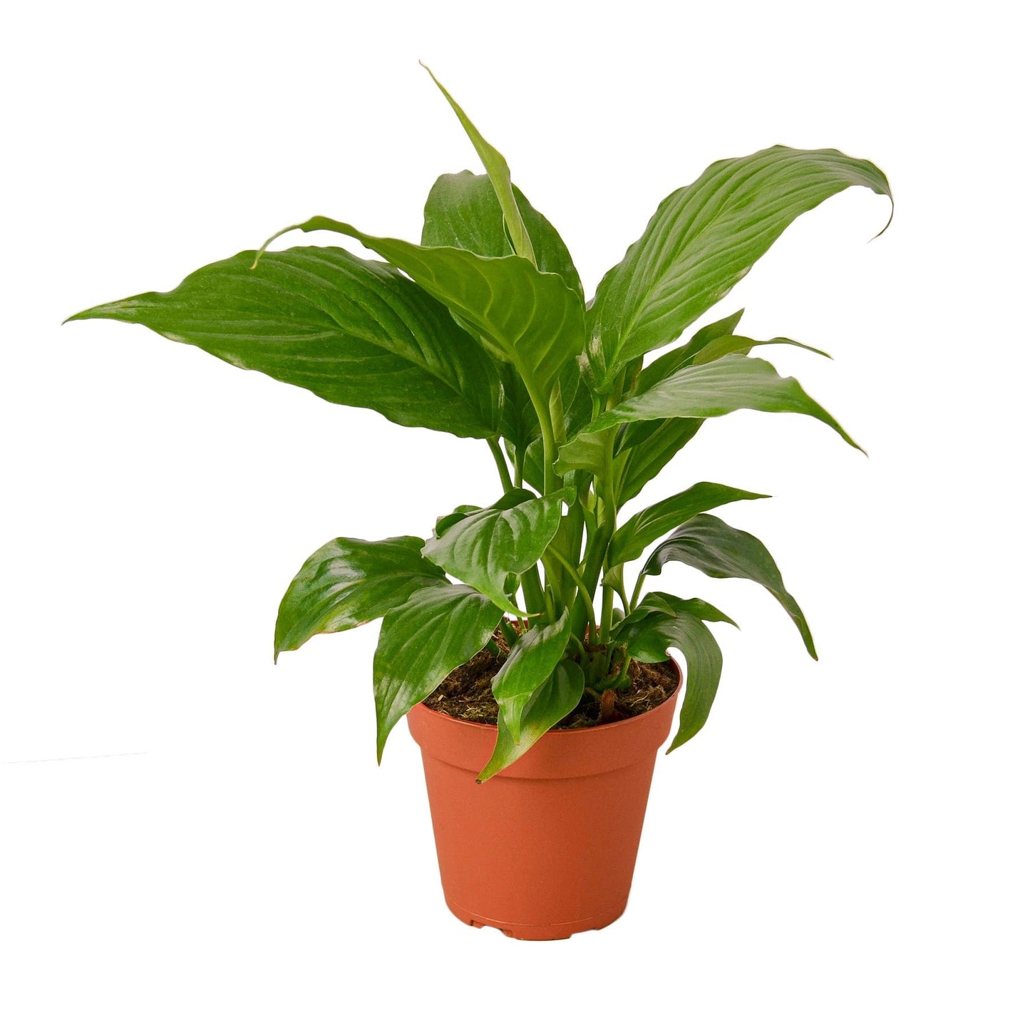 Spathiphyllum Peace Lily plant in a 4-inch nursery pot with green leaves Rooted Treasures Farms on Tampa Home & Garden Store