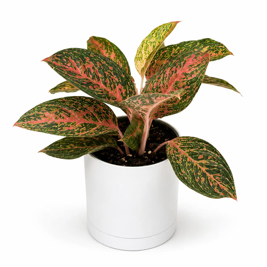 Aglaonema Chanel Silver Leaf plant with pink-green variegated leaves in a white pot on Tampa Home & Garden Store
