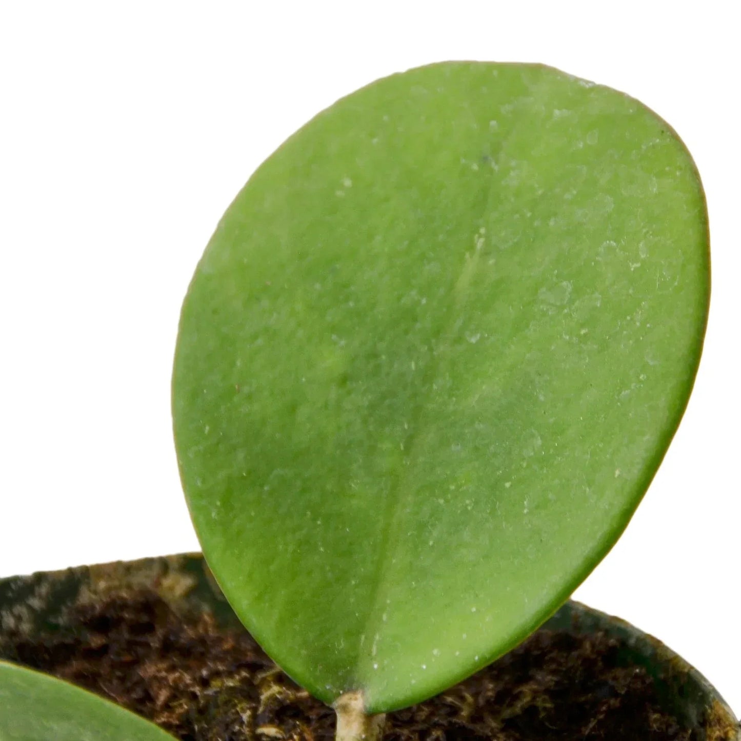 Hoya Obovata 4in potted houseplant with round green leaf House Plant Shop on Tampa Home & Garden Store