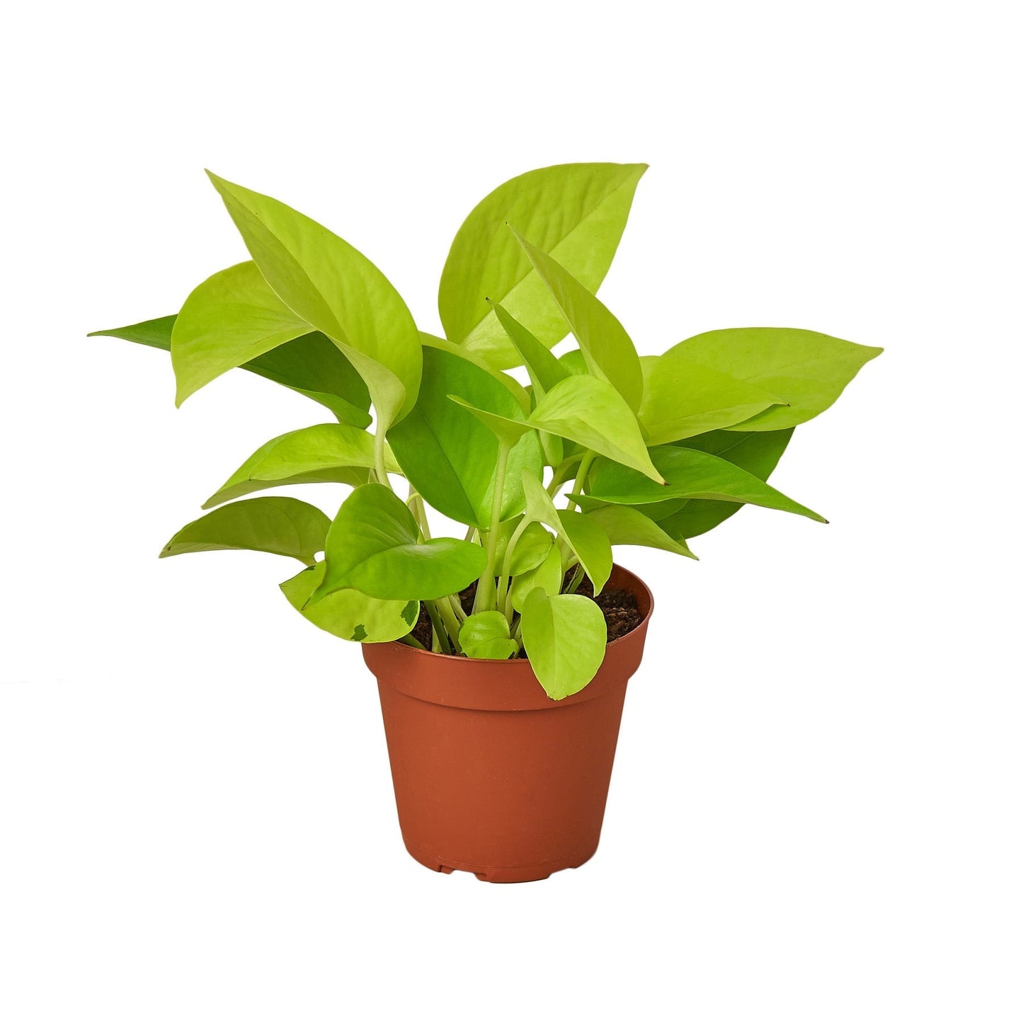 Pothos Neon in a 4-inch nursery pot with bright lime-green leaves Rooted Treasures Farms on Tampa Home & Garden Store