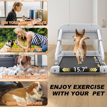 2025 New Quiet Smart Pet Treadmill by HouseOfZazla with dog on belt in modern home 15.7in on Tampa Home & Garden Store