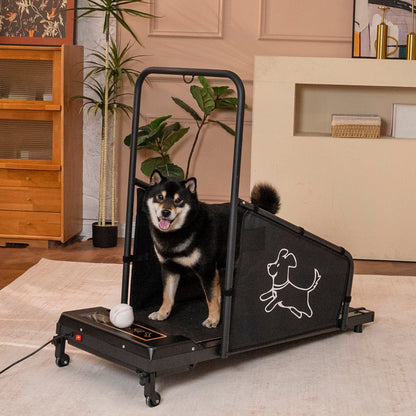 Dog treadmill for medium dogs black non-slip belt; dog on running machine in living room on Tampa Home & Garden Store