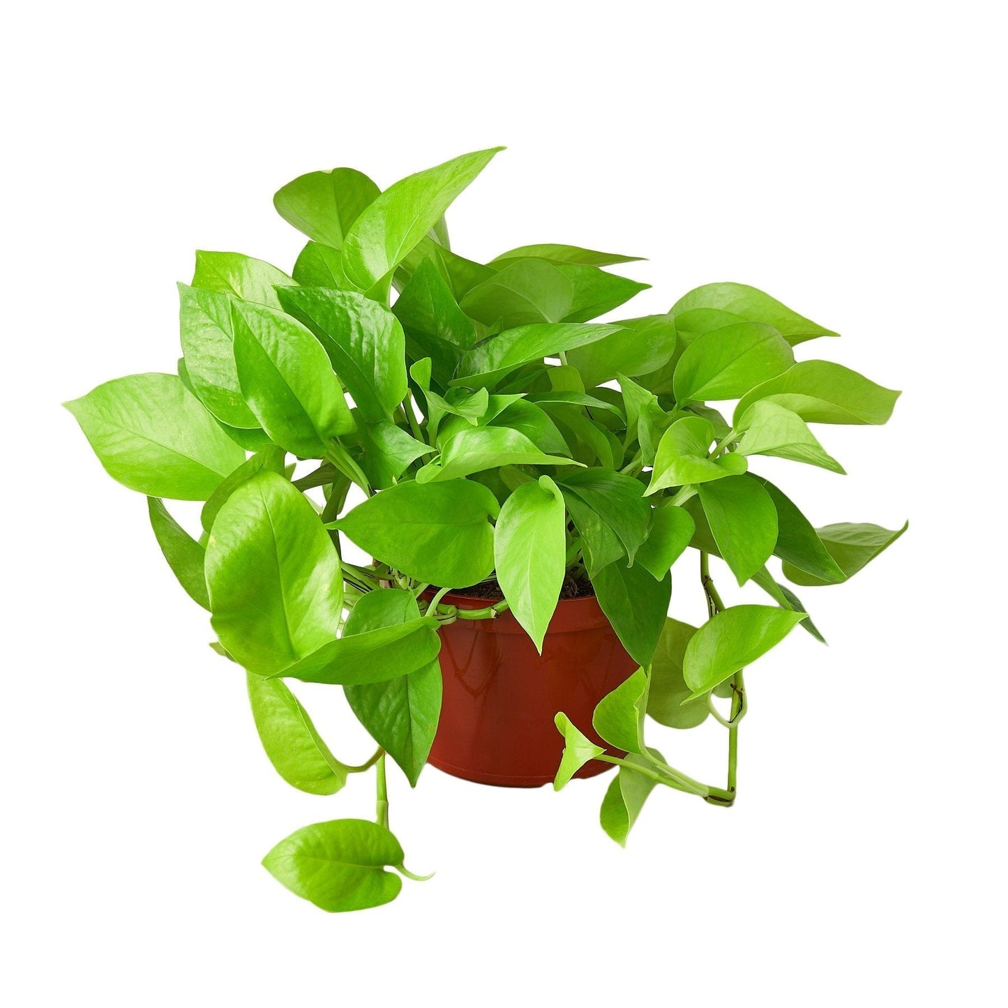 Pothos Neon indoor plant in a 6-inch nursery pot with neon green leaves on Tampa Home & Garden Store
