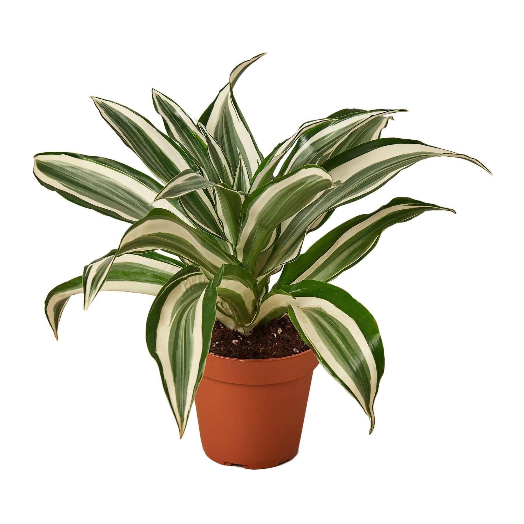 Dracaena Warneckii White Jewel plant in terracotta pot with green cream variegated leaves on Tampa Home & Garden Store