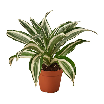 Dracaena Warneckii White Jewel plant in terracotta pot with green cream variegated leaves on Tampa Home & Garden Store