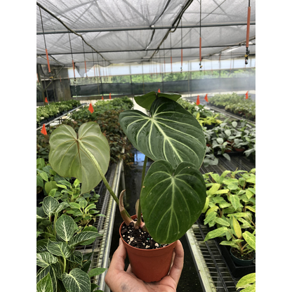 Philodendron Gloriosum indoor plant with dark green leaves and pale veins in terracotta pot on Tampa Home & Garden Store