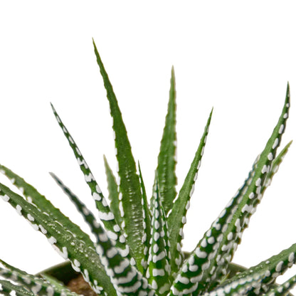 Zebra Succulent Haworthia with green leaves and white spots Rooted Treasures Farms on Tampa Home & Garden Store