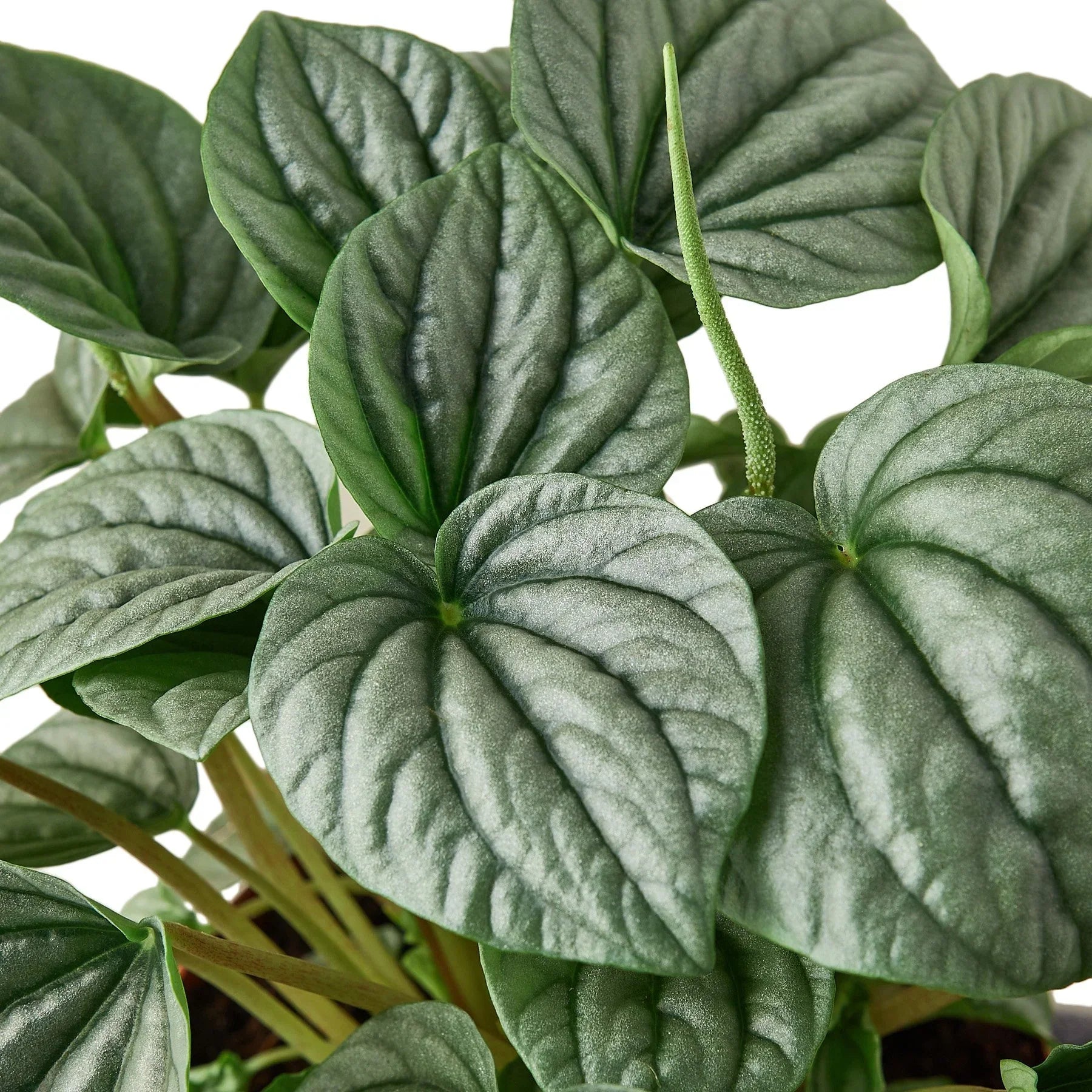 Peperomia Frost indoor plant, Rooted Treasures Farms, dark green leaves with frosted texture on Tampa Home & Garden Store