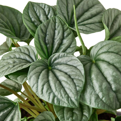 Peperomia Frost indoor plant, Rooted Treasures Farms, dark green leaves with frosted texture on Tampa Home & Garden Store