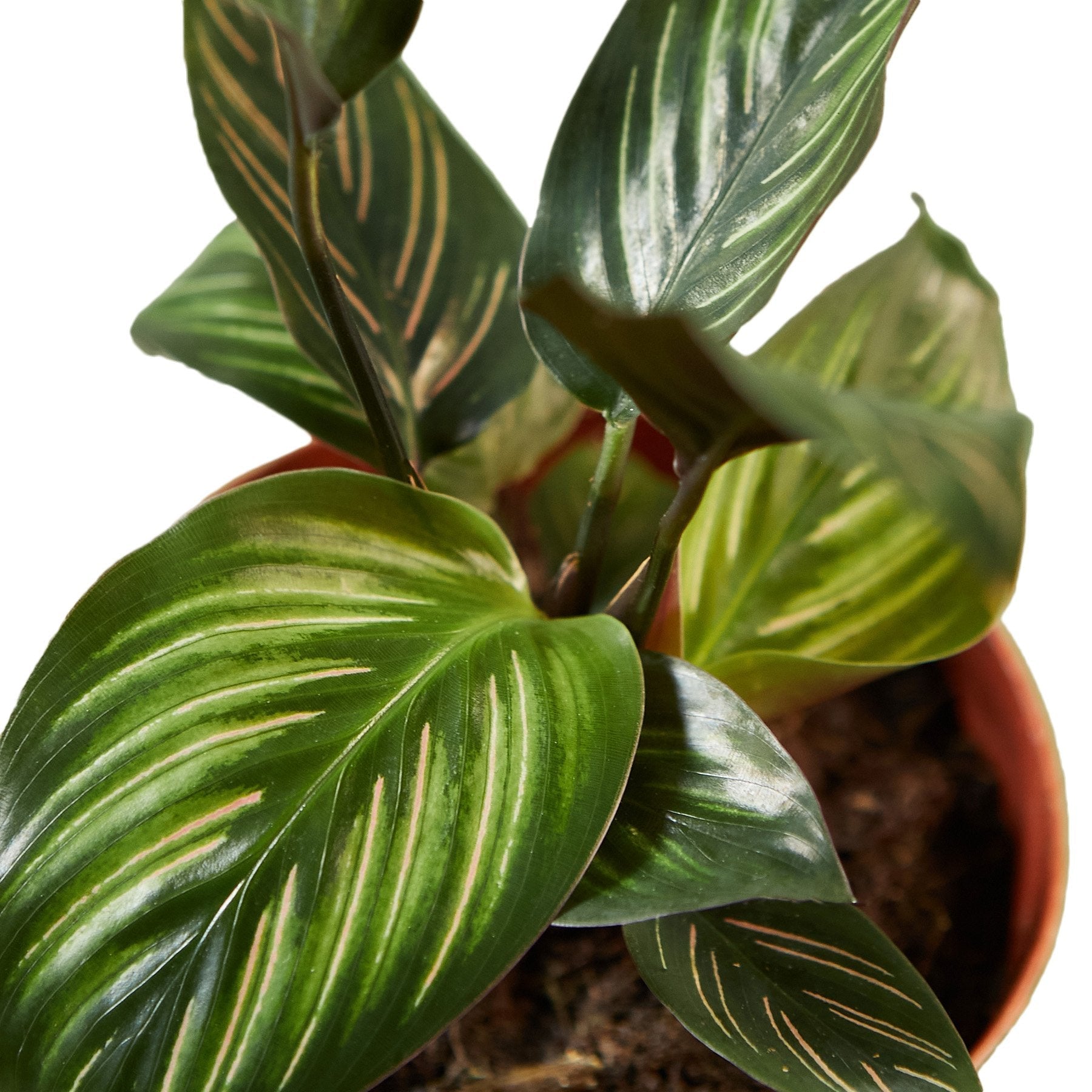 Calathea Beauty Star indoor plant with green leaves and cream stripes in pot on Tampa Home & Garden Store