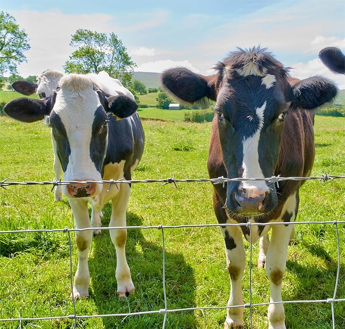 Farm Fence - 3ft x 164ft heavy zinc coated cattle fence barbed wire with two cows in a green field on Tampa Home & Garden Store