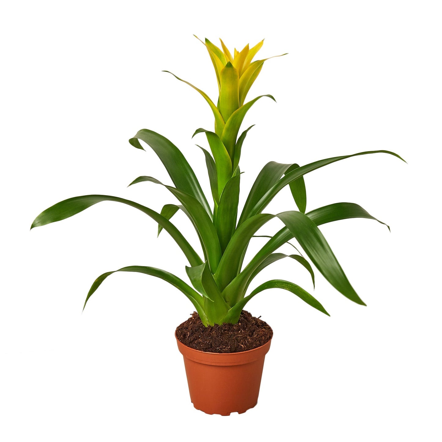 Guzmania Bromeliad Yellow in terracotta pot with bright yellow bloom and glossy green leaves on Tampa Home & Garden Store