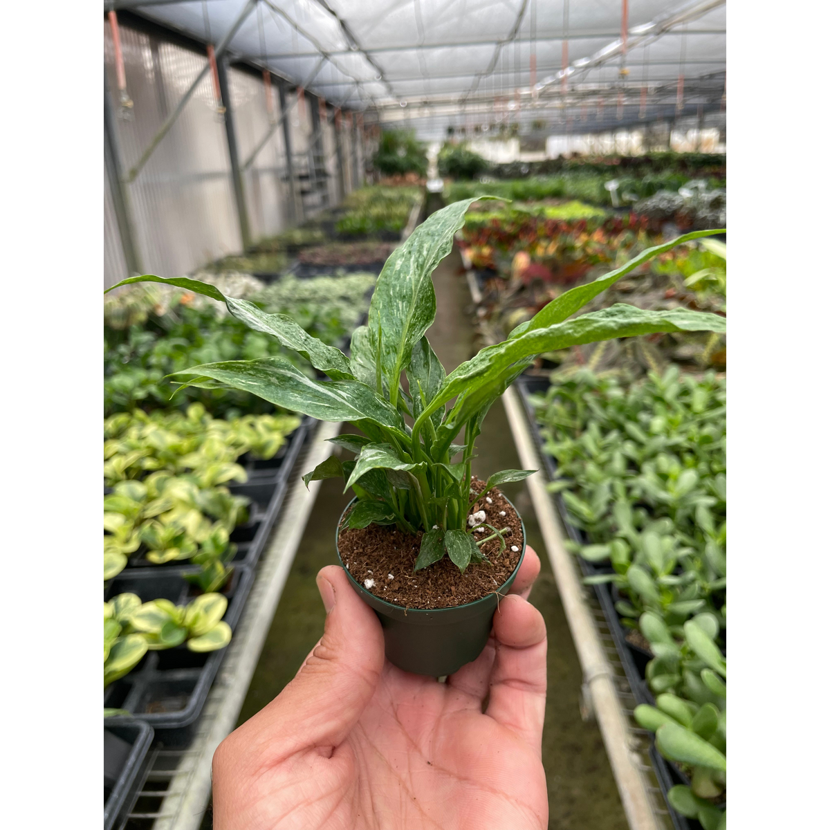 Variegated Spathiphyllum Domino plant in small pot with green and white leaves on Tampa Home & Garden Store