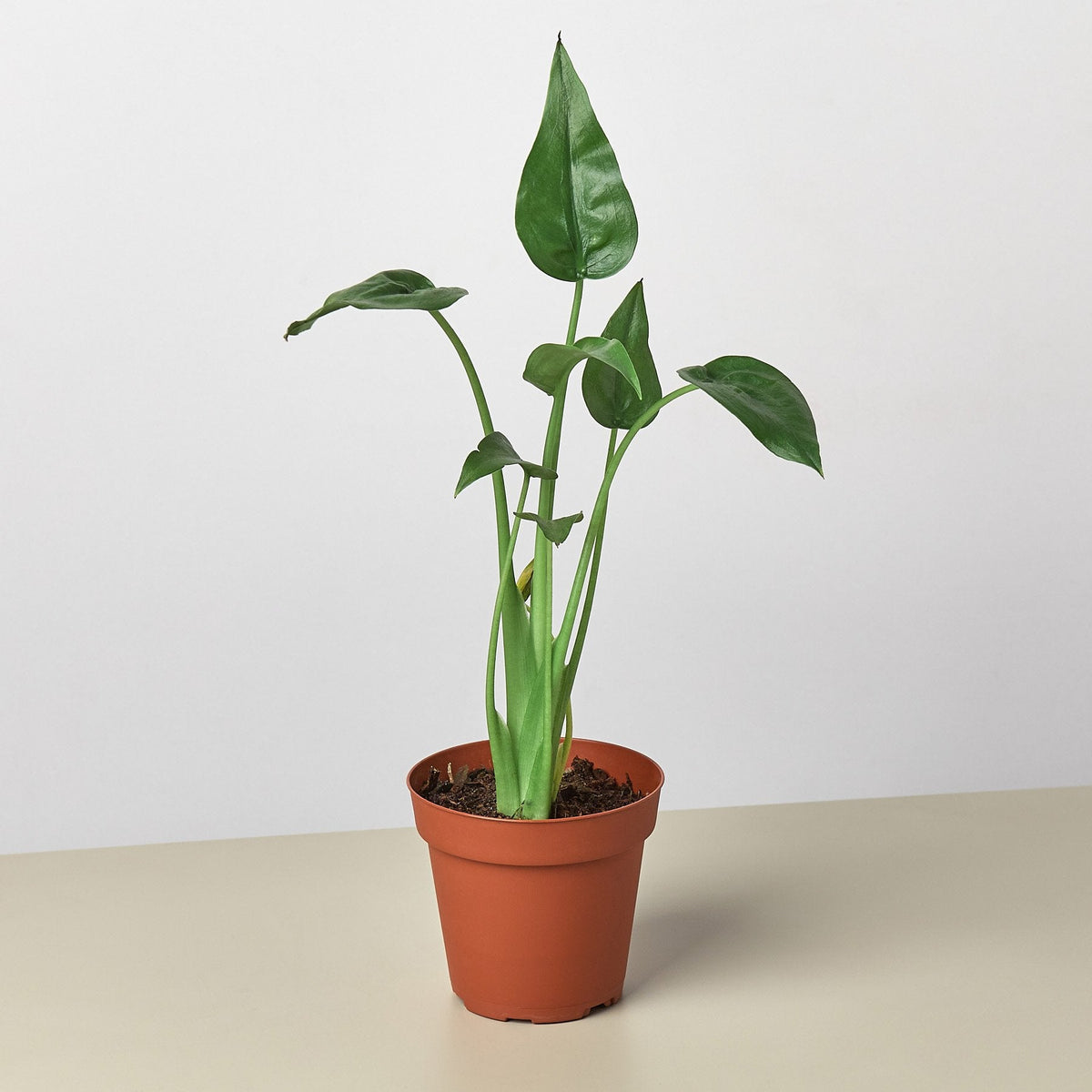 Alocasia Tiny Dancer indoor plant, 4in pot, glossy green leaves, House Plant Shop on Tampa Home & Garden Store