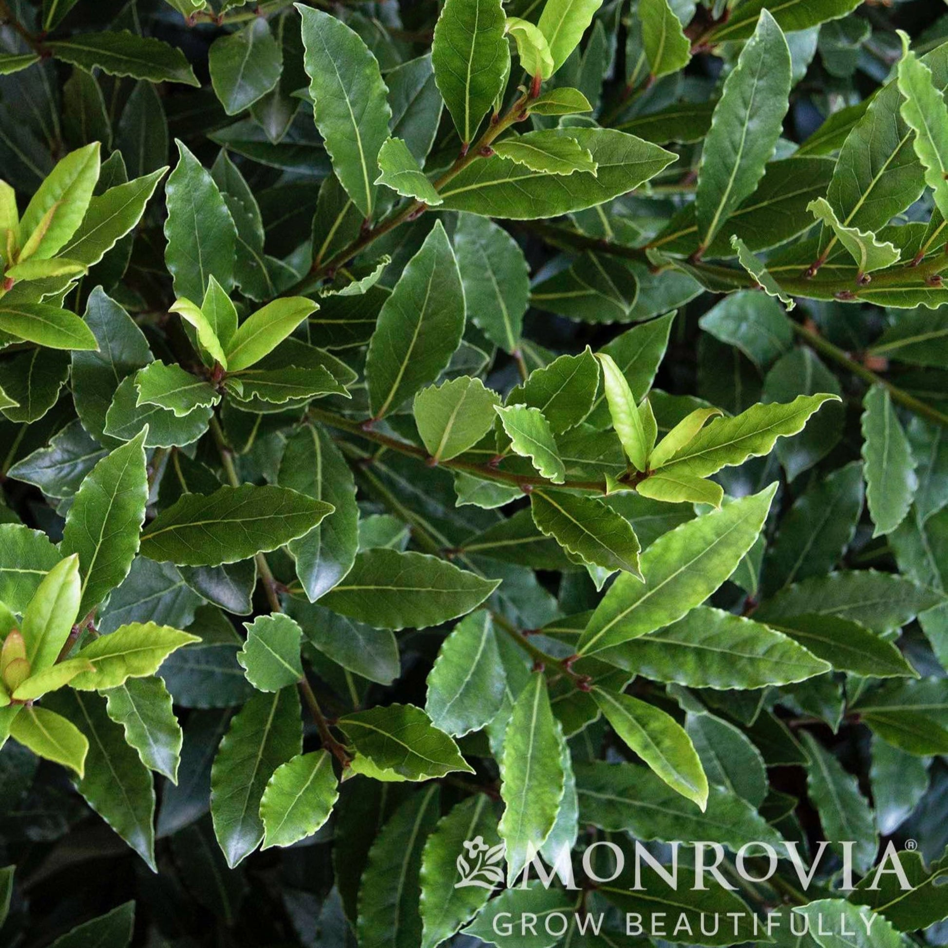 Little Ragu Sweet Bay plant with glossy bay laurel leaves indoor outdoor shrub on Tampa Home & Garden Store