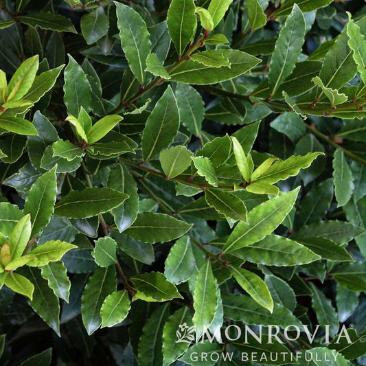 Little Ragu Sweet Bay plant with glossy bay laurel leaves indoor outdoor shrub on Tampa Home & Garden Store