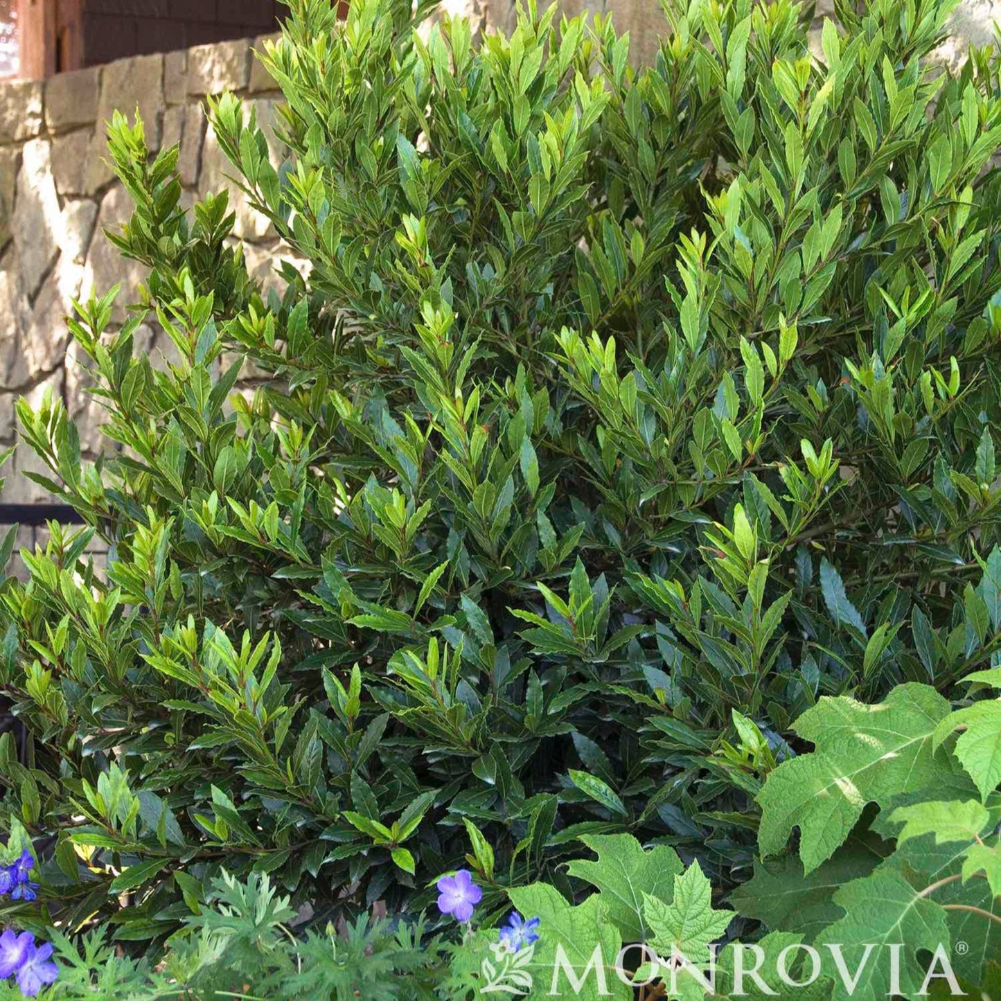 Little Ragu Sweet Bay bay laurel plant with glossy green leaves Monrovia branding visible on Tampa Home & Garden Store