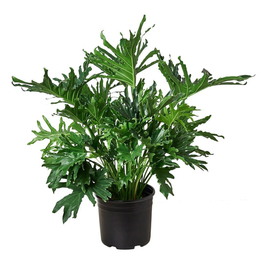 Philodendron Lickety Split plant in black pot with glossy lobed leaves on Tampa Home & Garden Store