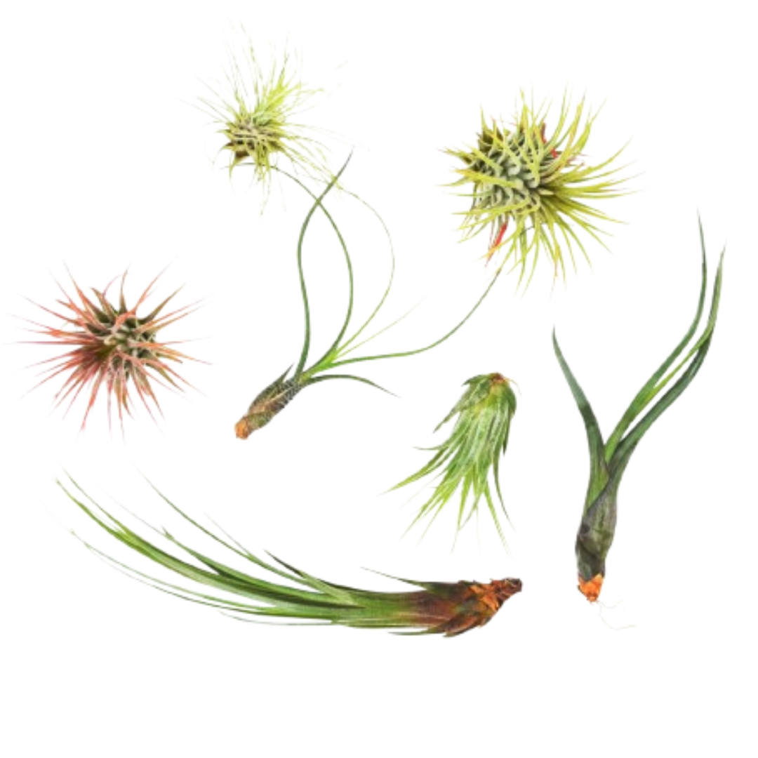 7 Air Plant Variety Pack Tillandsias with assorted green and pink rosettes on Tampa Home & Garden Store
