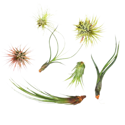7 Air Plant Variety Pack Tillandsias with assorted green and pink rosettes on Tampa Home & Garden Store