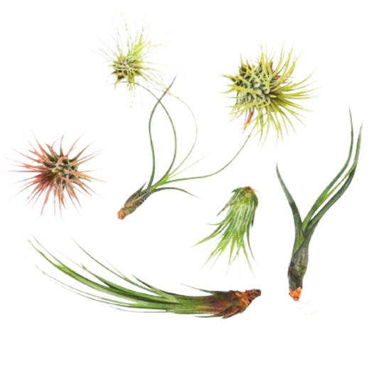 7 Air Plant Variety Pack Tillandsias with assorted green and pink rosettes on Tampa Home & Garden Store