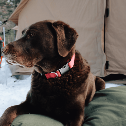Dog Beds & Dog Bed Covers