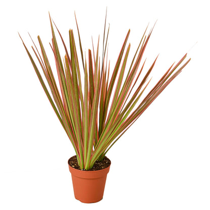 Dracaena Colorama plant by Rooted Treasures Farms, burgundy-edged green leaves in terracotta pot on Tampa Home & Garden Store