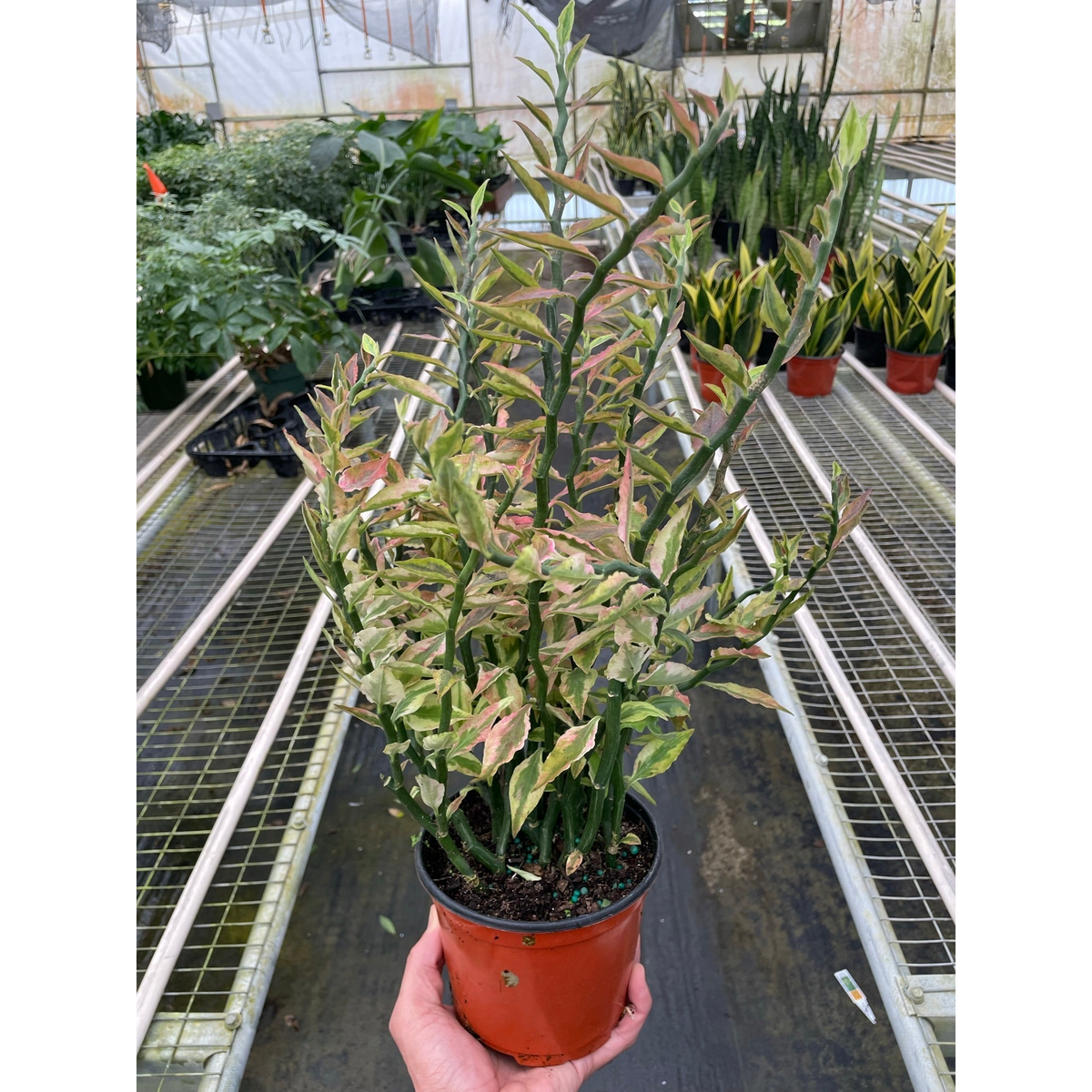 Variegated Devil's Backbone Euphorbia succulent with pink-tinged leaves in a pot on Tampa Home & Garden Store