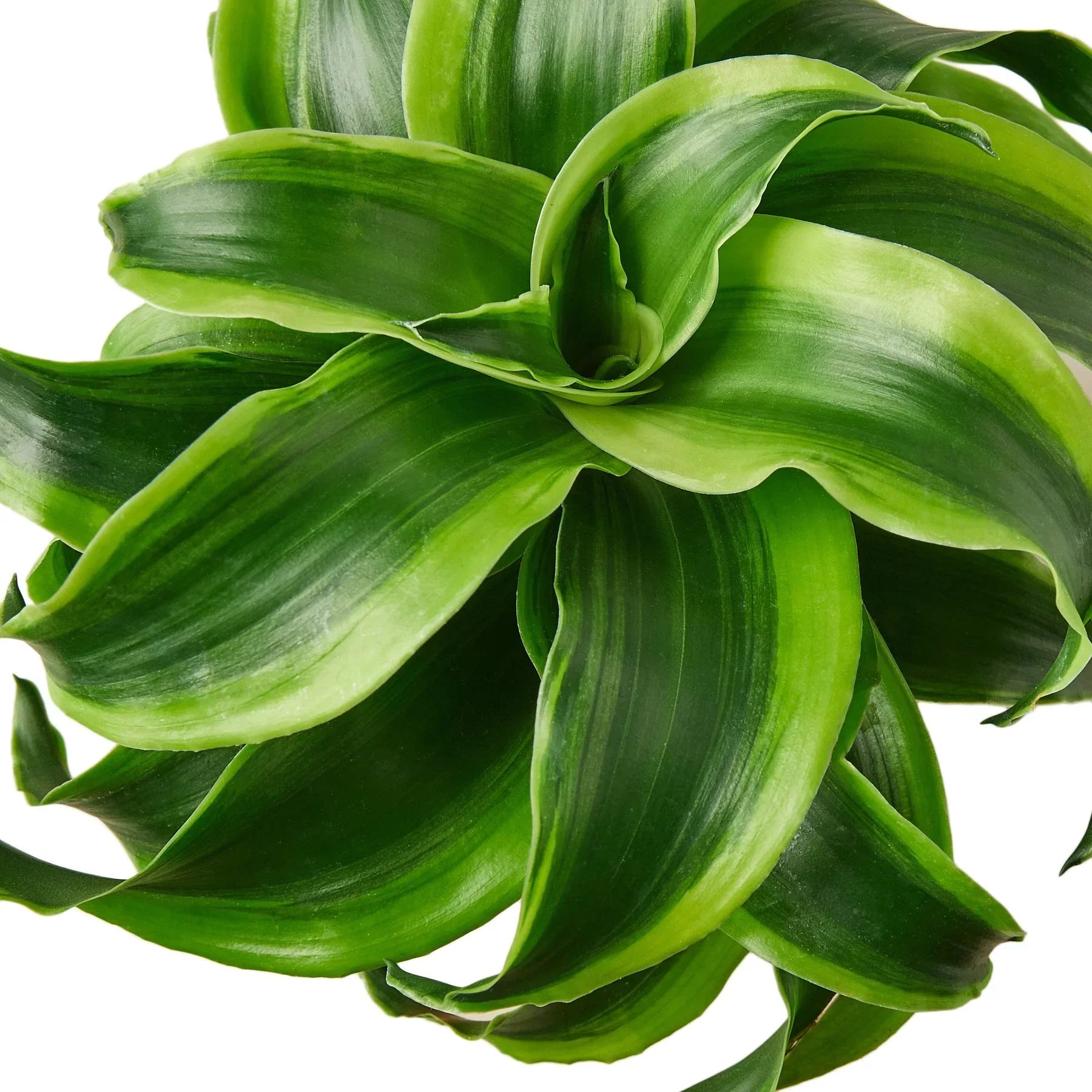 Dracaena Tornado 4in plant Rooted Treasures Farms lush green leaves on Tampa Home & Garden Store