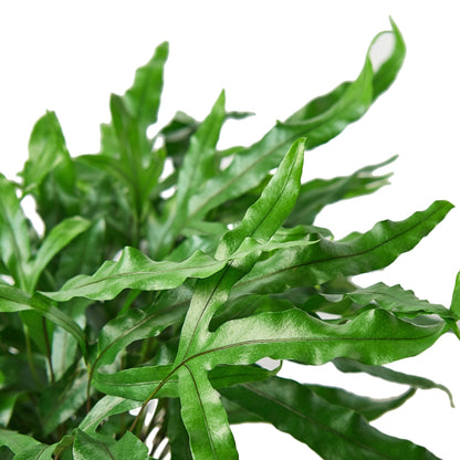 Fern Kangaroo Paw 6-inch plant by Rooted Treasures Farms with glossy green fronds on Tampa Home & Garden Store