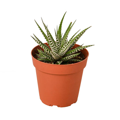 Zebra Succulent in terracotta pot; green and white banded leaves Rooted Treasures Farms on Tampa Home & Garden Store
