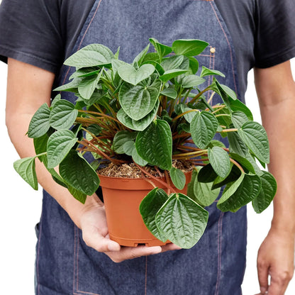 Peperomia Rana Verde plant by Rooted Treasures Farms with green leaves in a terracotta pot on Tampa Home & Garden Store