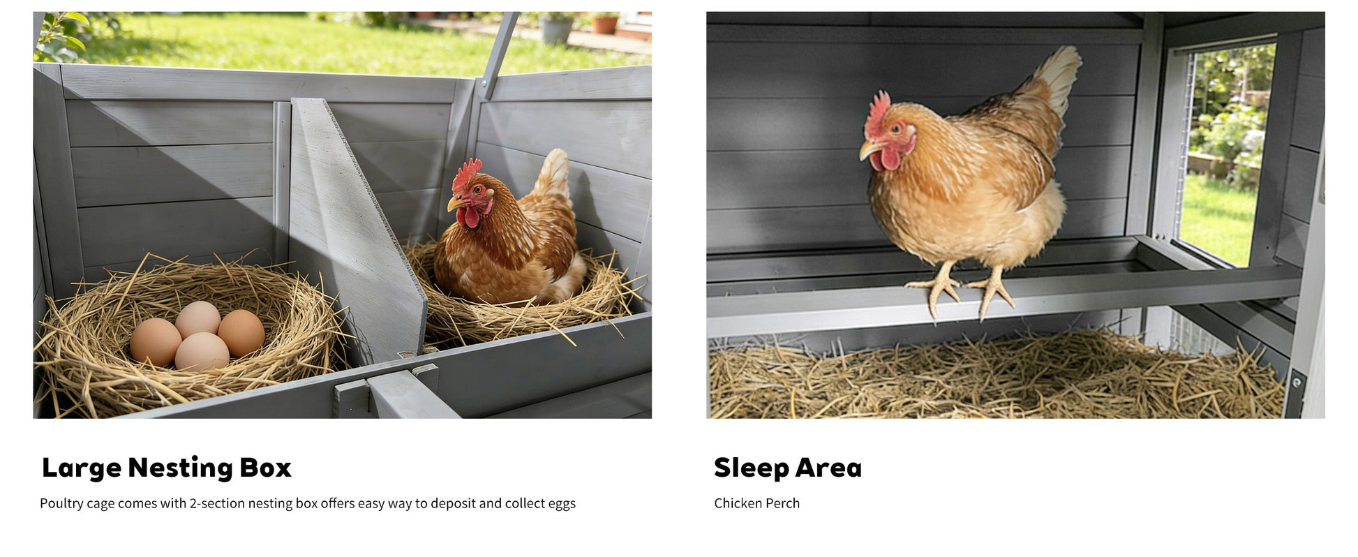 141-inch gray wooden chicken coop with nesting box and sleep area; hen in nest with eggs on left panel on Tampa Home & Garden Store