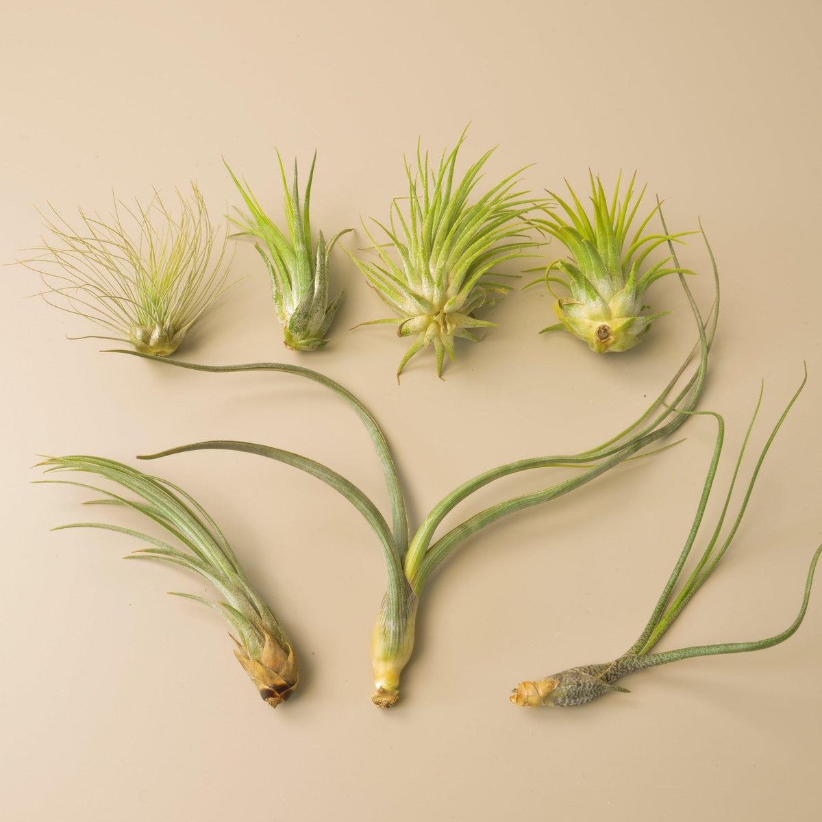 Tillandsia air plant variety pack, 7 plants with green rosettes and long leaves on Tampa Home & Garden Store