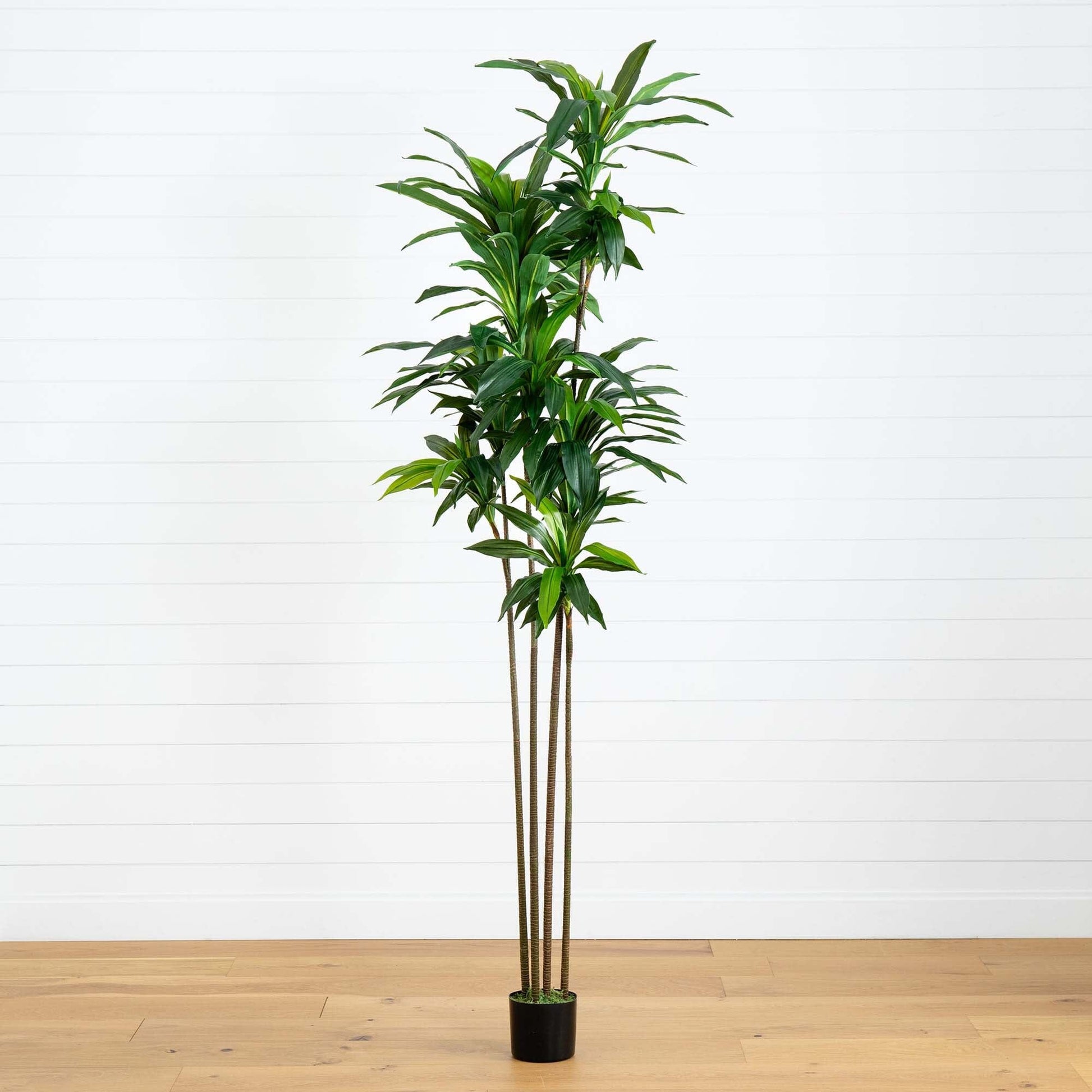 8’ Artificial Dracaena Tree with Real Touch Leaves - Tampa Home & Garden Store