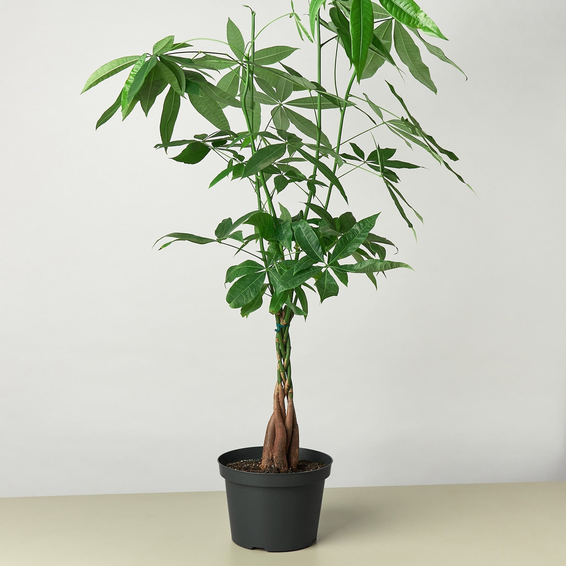 Money Tree Pachira braid indoor plant with braided trunk and palmate leaves on Tampa Home & Garden Store